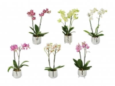 Phalaenopsis in Motivkeramik CHF 9.99