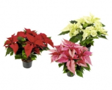 WEIHNACHTSSTERN