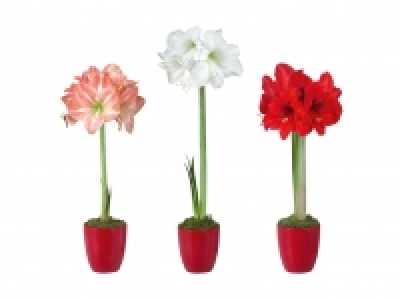Amaryllis in roter Keramik CHF 5.99