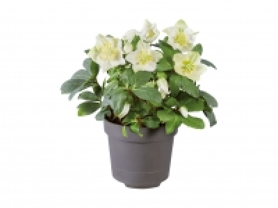 Christrose (Helleborus niger) CHF 3.99