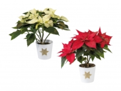 Weihnachtsstern in Keramik CHF 7.99