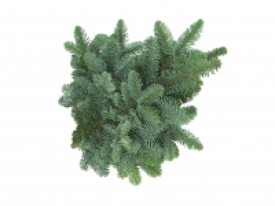 Tannenzweige Nobilistanne CHF 2.49