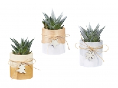 Haworthia in Holztopf CHF 2.99