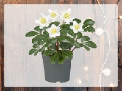 Christrose (Helleborus Niger) CHF 3.49