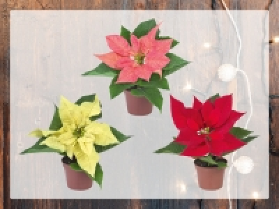 Weihnachtsstern-Mini CHF 0.99