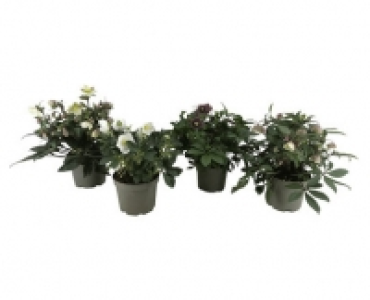 HELLEBORUS