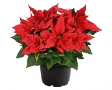 WEIHNACHTSSTERN BUSCH