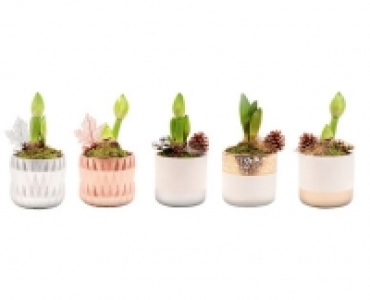 AMARYLLIS CHF 6.99