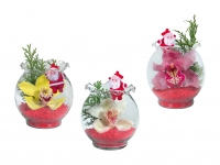 Lidl  Orchideen im Wellenrandglas mit Weihnachtsmannstecker