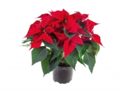 Weihnachtsstern-Busch CHF 6.99