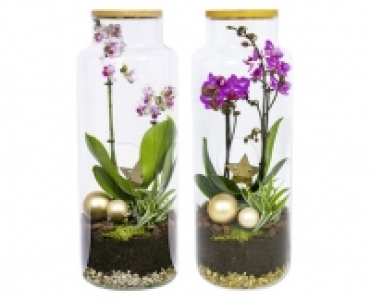 HOCHWERTIGE ORCHIDEE IM GLAS