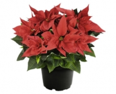 WEIHNACHTSSTERN CHF 3.99