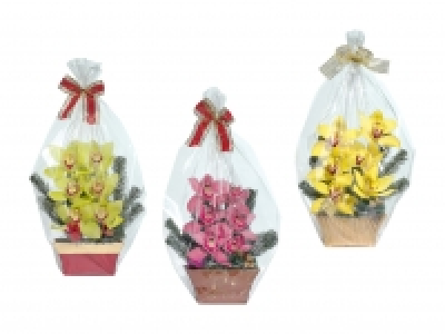 Weihnachts-Orchideen 6er-Gesteck CHF 9.99