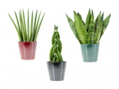 Sanseveria-Mix CHF 3.99