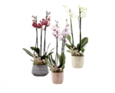 ORCHIDEE 3-TRIEBER CHF 14.99