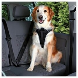 Dog Protect Sicherheitsgeschirr 80-100cm