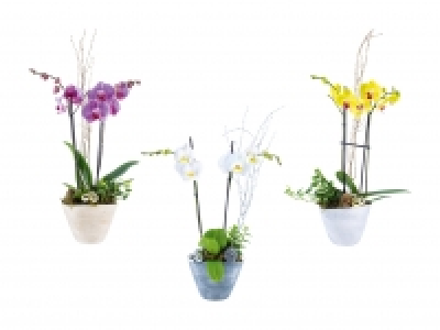 Weihnachtsschale mit Phalaenopsis CHF 12.99