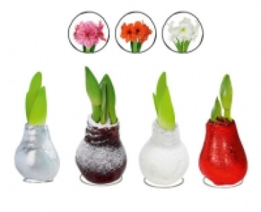WACHS-AMARYLLIS CHF 6.99