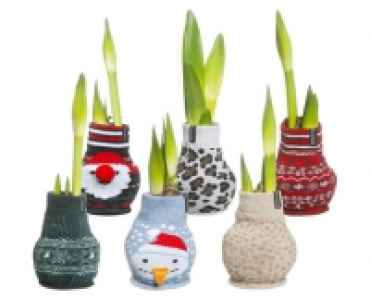 Aldi Suisse  AMARYLLIS IM STOFFSOCKEN