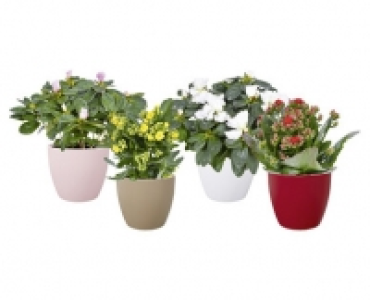BLÜHPFLANZE CHF 4.99