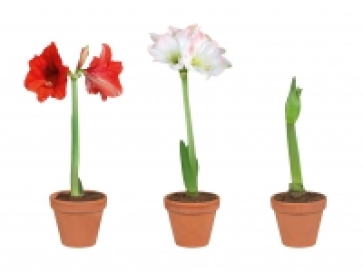 Amaryllis im Terracottatopf CHF 3.99