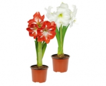 AMARYLLIS
