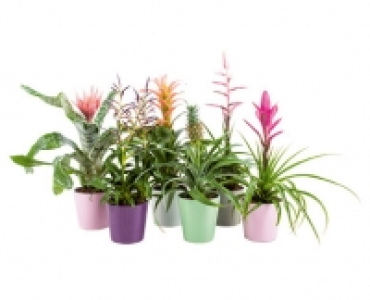BROMELIEN IM ÜBERTOPF