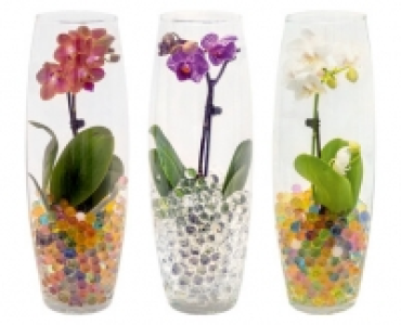 Aldi Suisse  MINI-ORCHIDEE