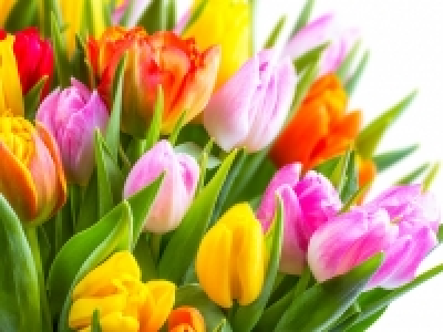 Tulpen