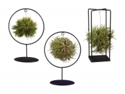Tillandsia in Metallform CHF 14.99