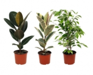 FENG SHUI ENERGIEPFLANZE