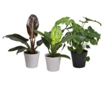 PHILODENDRON IM ÜBERTOPF