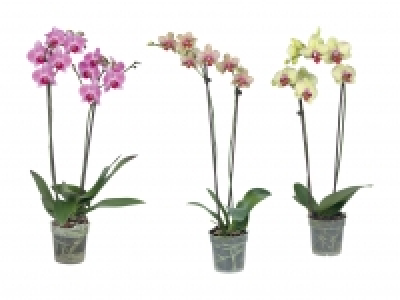 Phalaenopsis 2-Stieler
