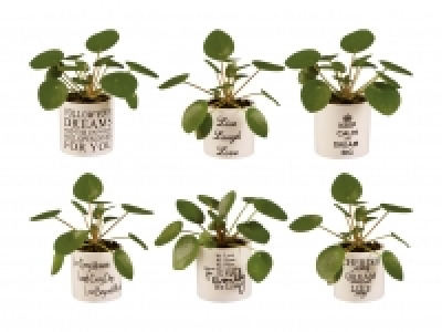 Pancake Pilea Mini in Keramik CHF 2.99