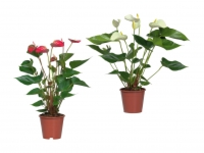 Anthurium Andreanum CHF 6.99