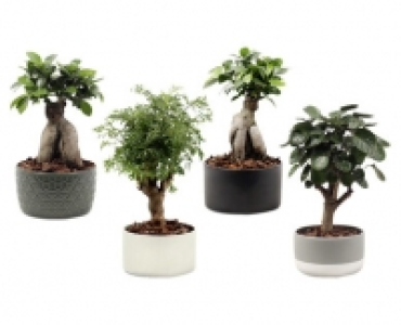 Aldi Suisse  BONSAI