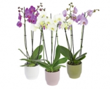 Aldi Suisse  ORCHIDEE 3-TRIEBER