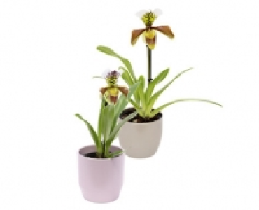 FRAUENSCHUH- ORCHIDEEN