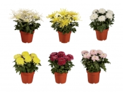 Chrysanthemen-Busch «Chrysanne»