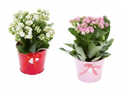 Kalanchoe im Zinktopf mit Herz CHF 3.99