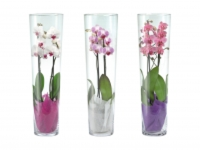 Lidl  Phalaenopsis 2-Trieber im Glas