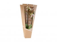Lidl  Phalaenopsis 2-Stieler Display Design