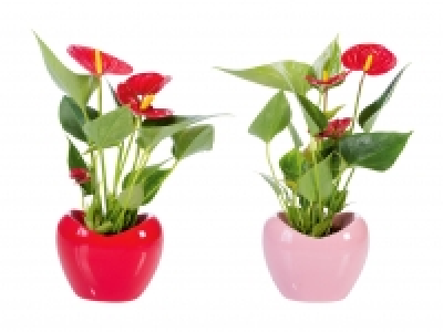 Anthurium in Herzkeramik CHF 5.99