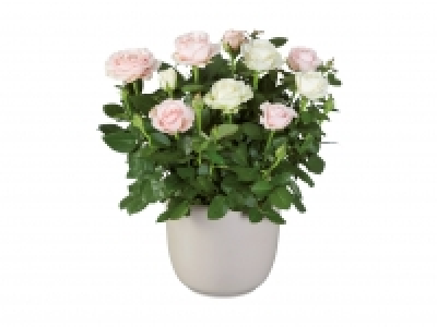 Rosen-Duo CHF 7.99