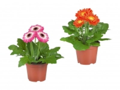 Gerbera-Mix CHF 2.99