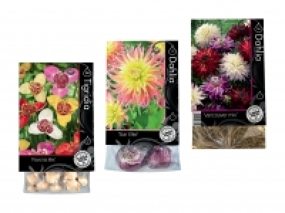 Blumenzwiebeln «Premium» CHF 2.99