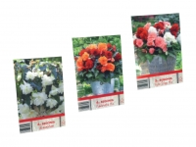 Blumenzwiebeln «Begonien» CHF 2.99