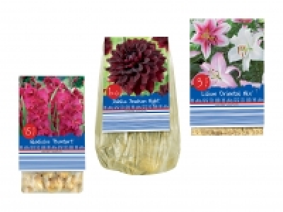 Blumenzwiebeln «Standard» CHF 1.79