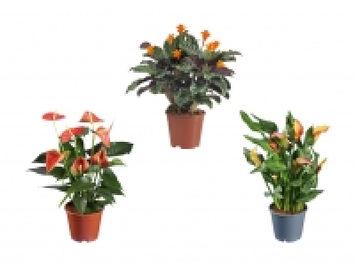 Kleiner Grünpflanzenmix CHF 8.99