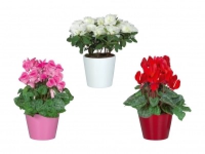 Alpenveilchen und Azaleen in Keramik CHF 4.99